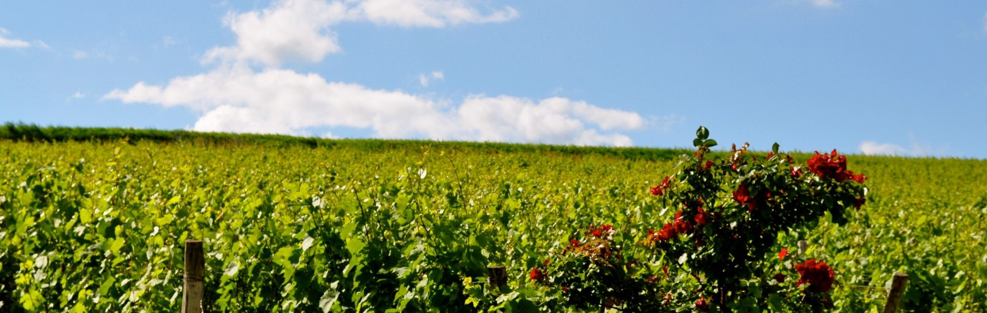 D&eacute;couvrez nos vins Beaujolais Bourgogne