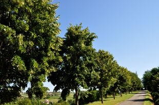 Domaine Albert - Présentation du Domaine et de ses activités